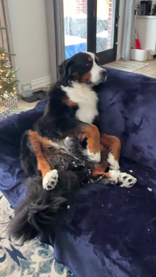 Post 2 by Whisky the Berner on TikTok (video)