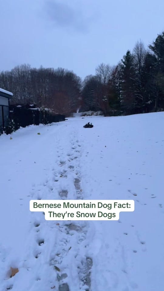 Post 7 by Whisky the Berner on TikTok (video)