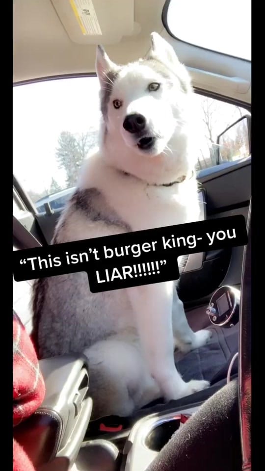 Post 9 by TheFloofyBastard on TikTok (video)