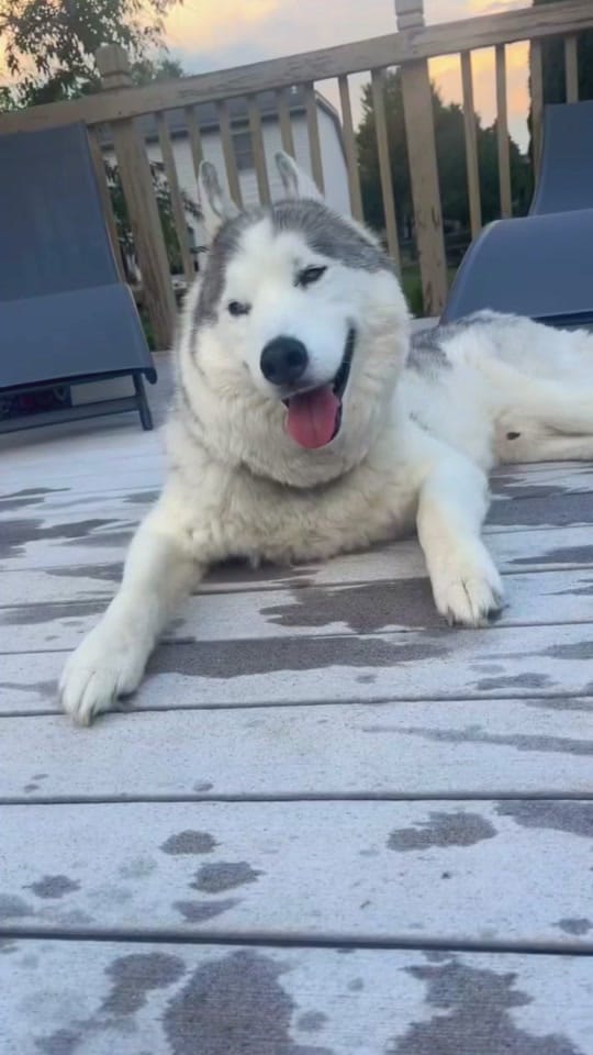 Post 4 by TheFloofyBastard on TikTok (video)