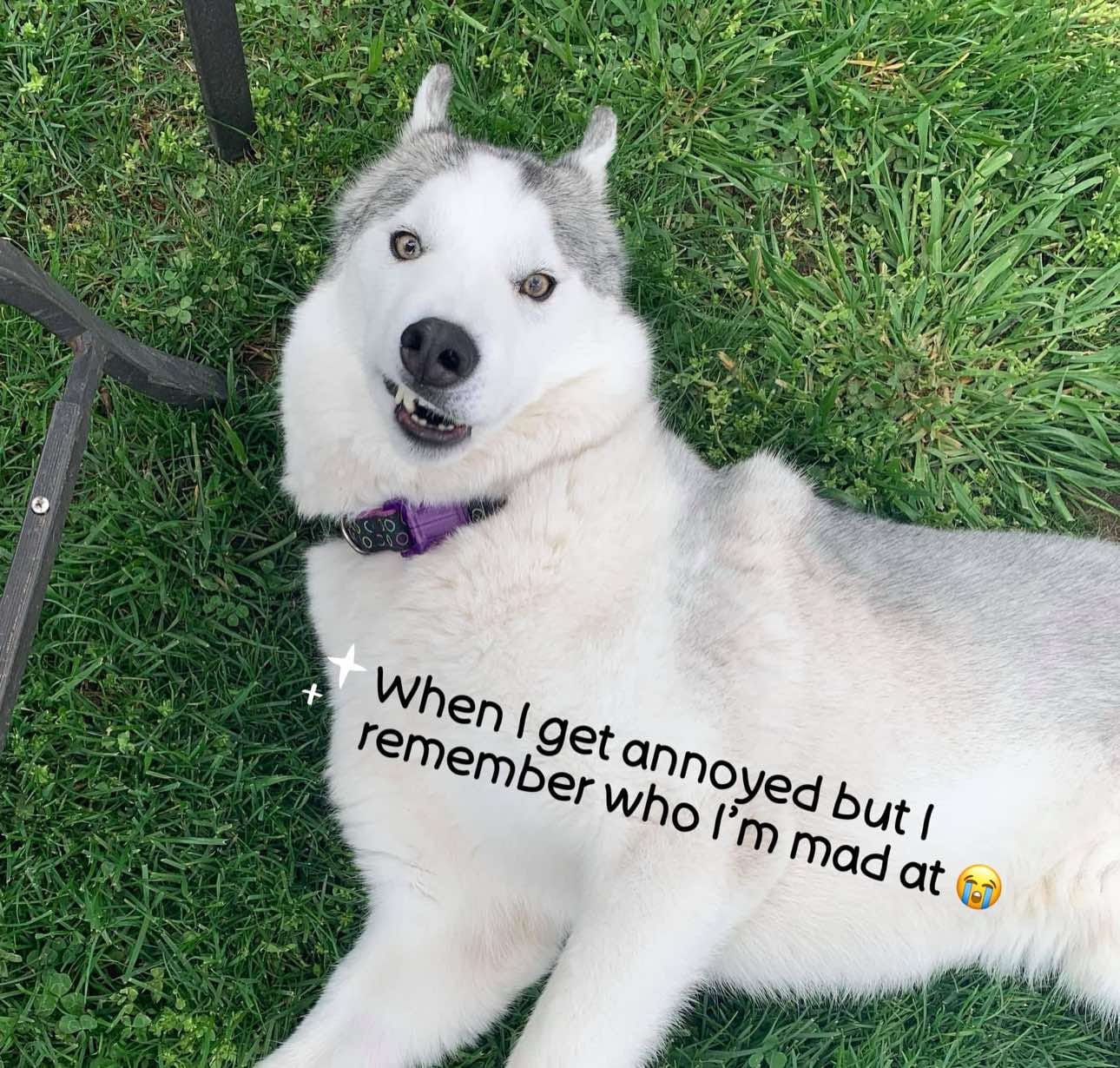 Post 6 by TheFloofyBastard on TikTok (video)