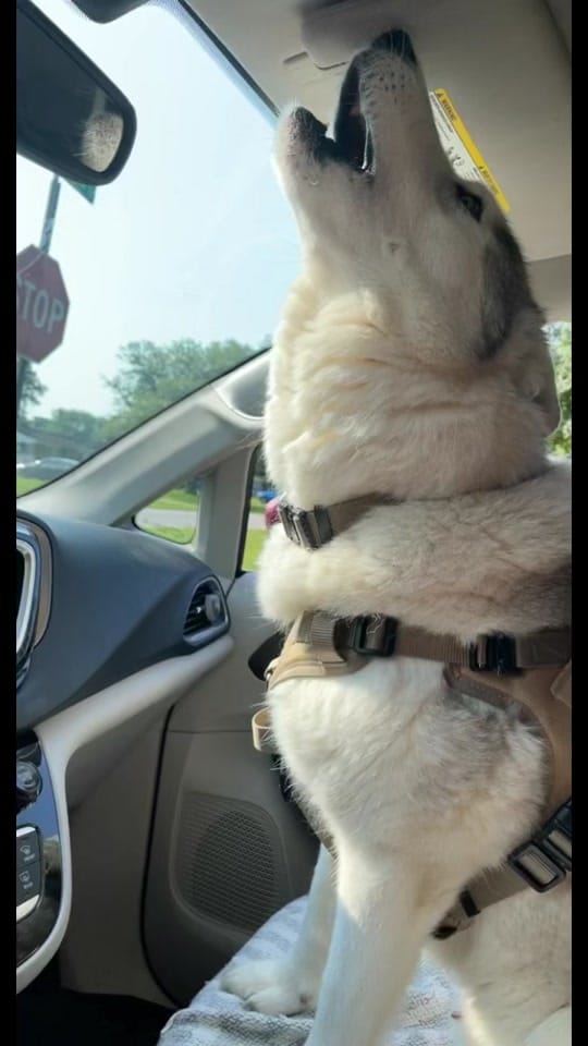 Post 8 by TheFloofyBastard on TikTok (video)