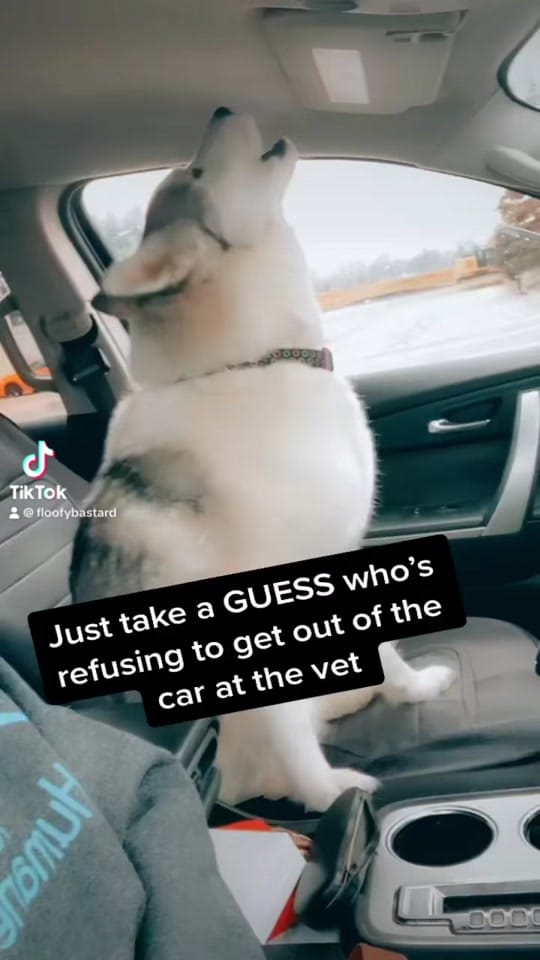 Post 7 by TheFloofyBastard on TikTok (video)