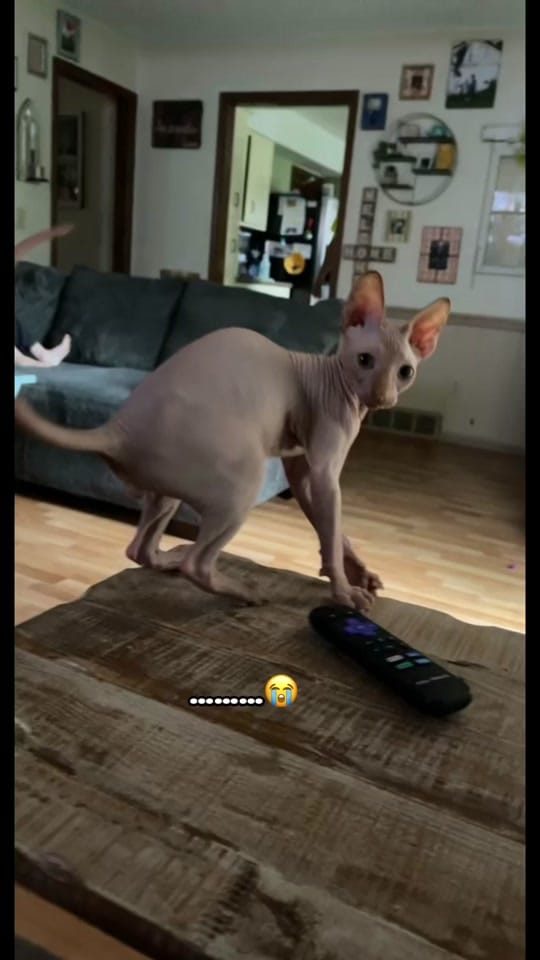 Post 5 by TheFloofyBastard on TikTok (video)