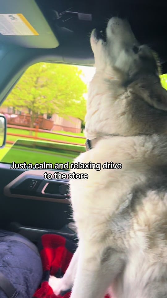 Post 3 by TheFloofyBastard on TikTok (video)