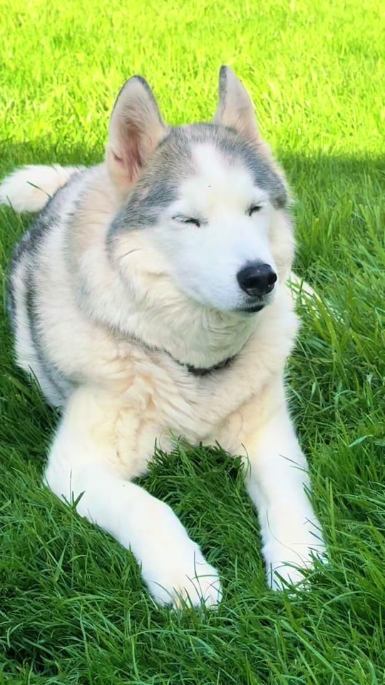 Post 2 by TheFloofyBastard on TikTok (video)