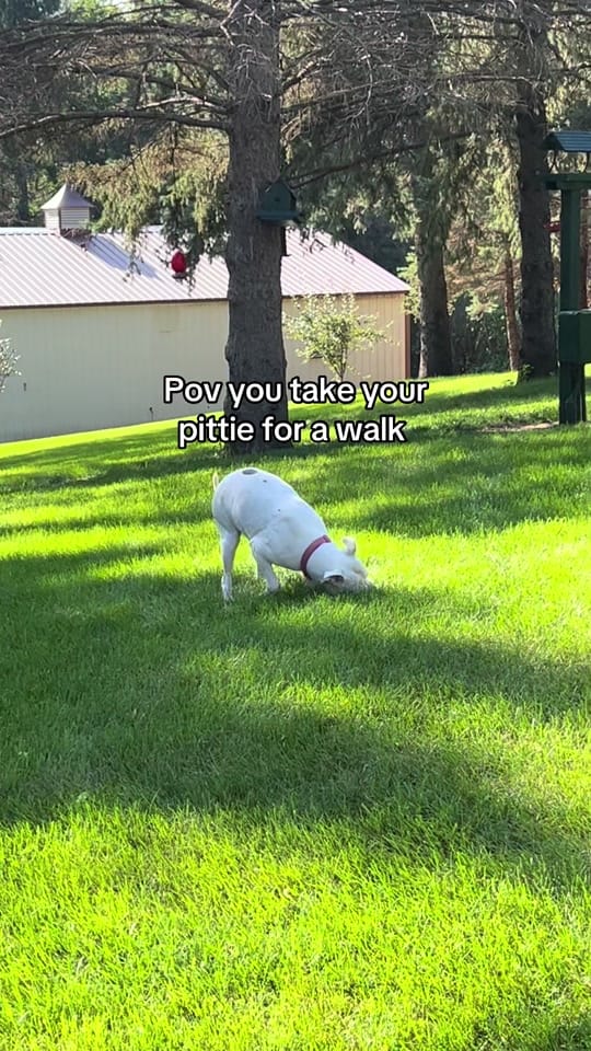 Post 2 by Larry 🎀 on TikTok (video)