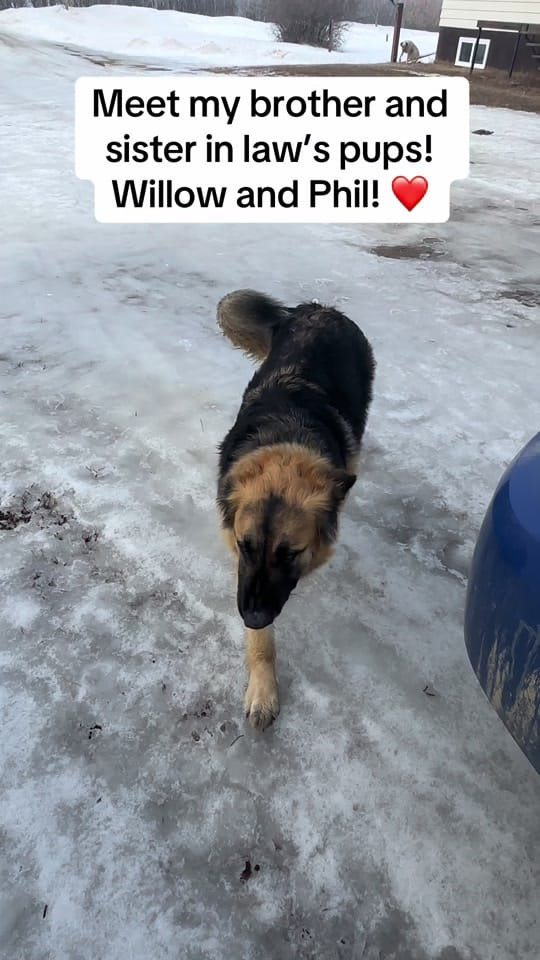 Post 6 by Christie Berry 🇨🇦 🌾 🌾 🐞 on TikTok (video)