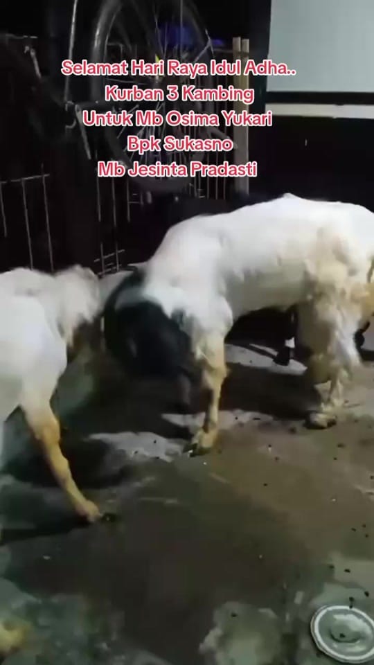 Post 4 by user9686537558103 on TikTok (video)