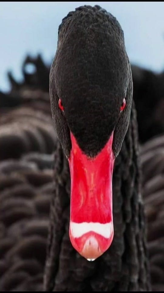 Post 3 by chico Horta on TikTok (video)