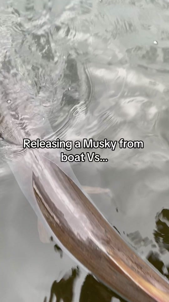 Post 8 by maxguyfishing on TikTok (video)