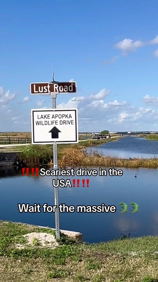 Post 10 by All things Florida on TikTok (video)