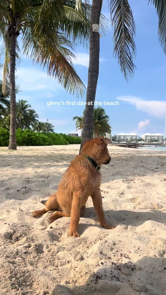 Post 8 by lauren 🌻 on TikTok (video)