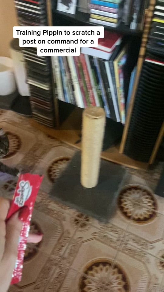 Post 6 by Ayla on TikTok (video)