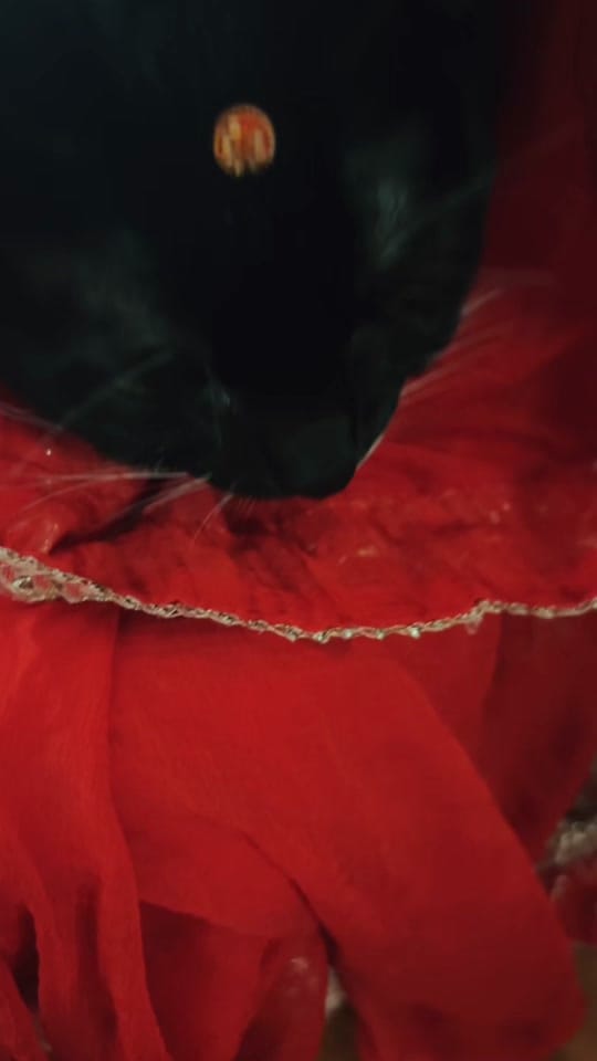 Post 8 by Anjali R Sharma on TikTok (video)