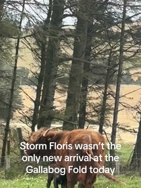 Post 9 by The Gallabog Fold on TikTok (video)