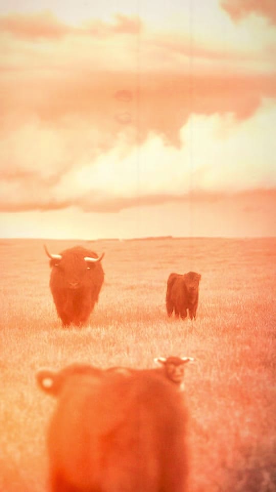 Post 7 by The Gallabog Fold on TikTok (video)