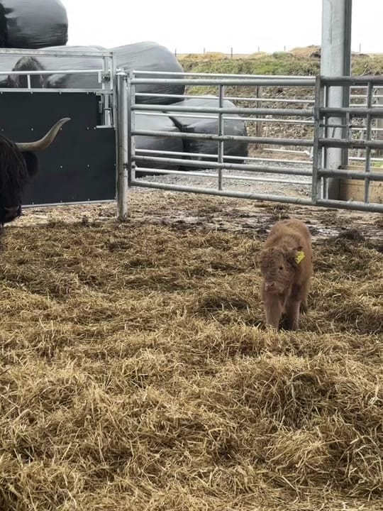 Post 10 by The Gallabog Fold on TikTok (video)