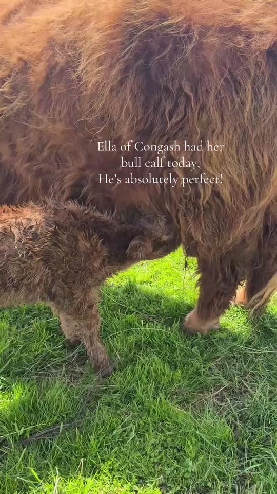 Post 1 by The Gallabog Fold on TikTok (video)