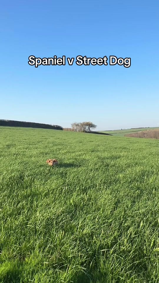 Post 3 by Alex on TikTok (video)