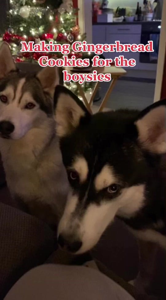 Post 2 by Shadow, Hunter & Reya on TikTok (video)
