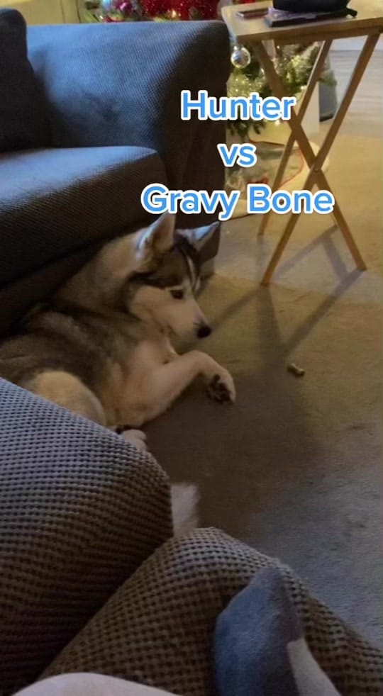 Post 1 by Shadow, Hunter & Reya on TikTok (video)