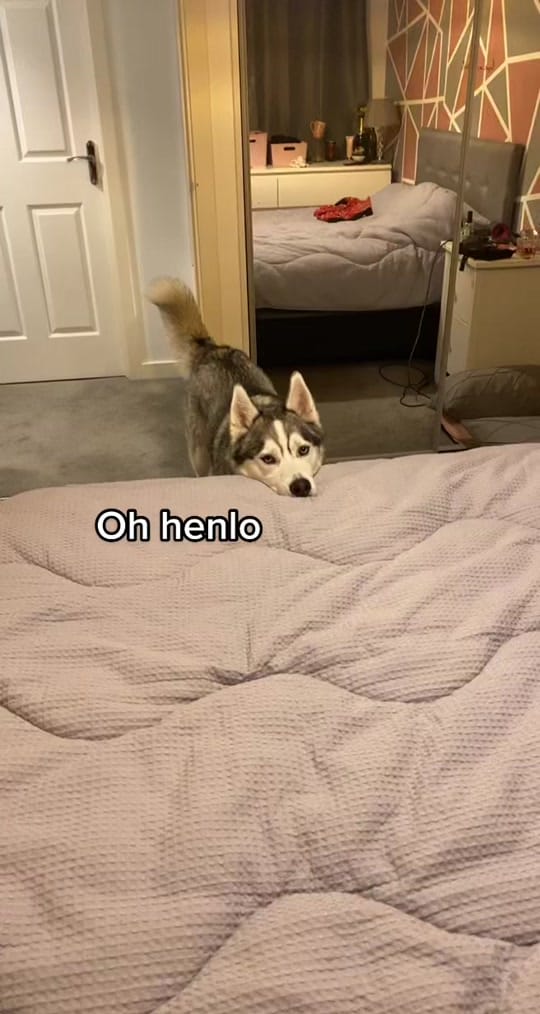 Post 9 by Shadow, Hunter & Reya on TikTok (video)