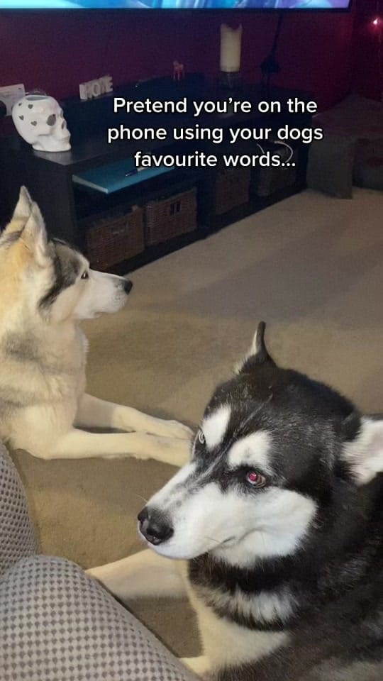 Post 4 by Shadow, Hunter & Reya on TikTok (video)