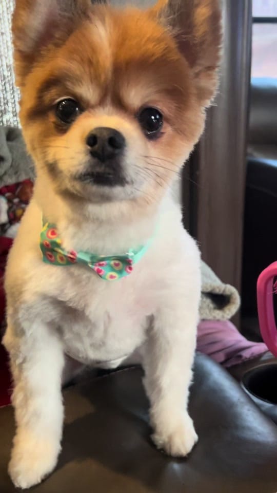 Post 6 by Brimmerton Blue on TikTok (video)