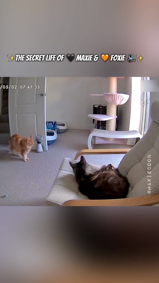 Post 5 by 🐱🖤Maxie & Foxie🧡🐱🇬🇧 on TikTok (video)
