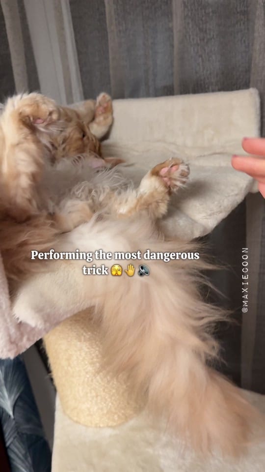 Post 7 by 🐱🖤Maxie & Foxie🧡🐱🇬🇧 on TikTok (video)