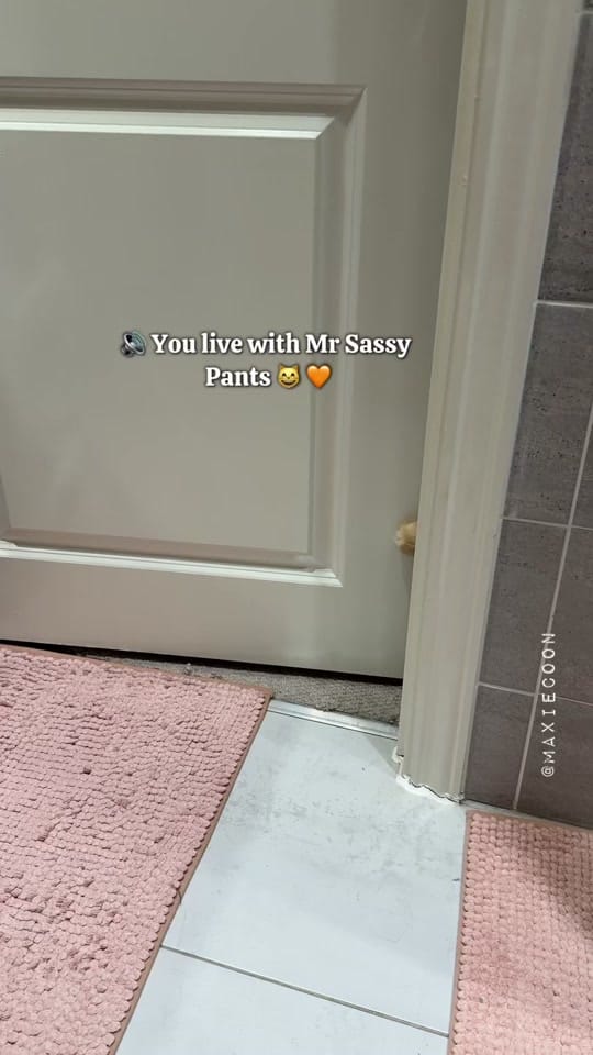 Post 9 by 🐱🖤Maxie & Foxie🧡🐱🇬🇧 on TikTok (video)
