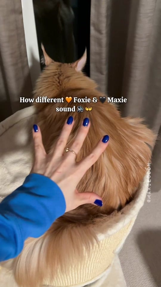 Post 6 by 🐱🖤Maxie & Foxie🧡🐱🇬🇧 on TikTok (video)