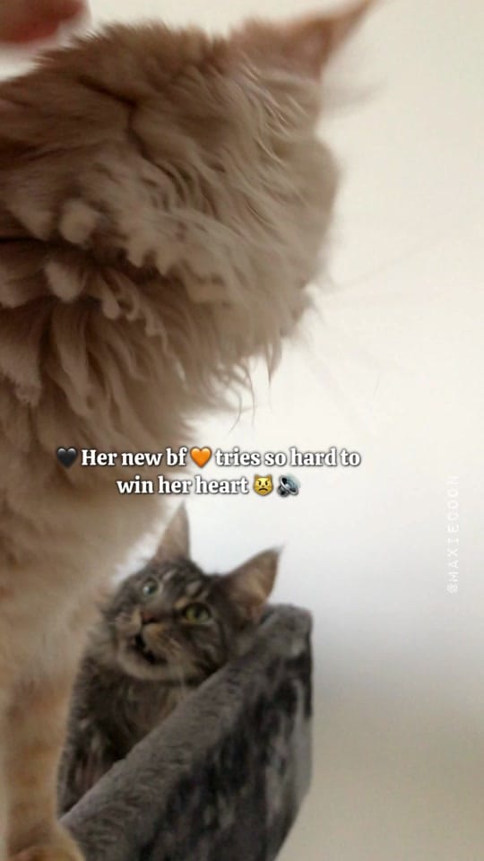 Post 1 by 🐱🖤Maxie & Foxie🧡🐱🇬🇧 on TikTok (video)