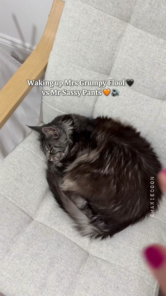 Post 10 by 🐱🖤Maxie & Foxie🧡🐱🇬🇧 on TikTok (video)