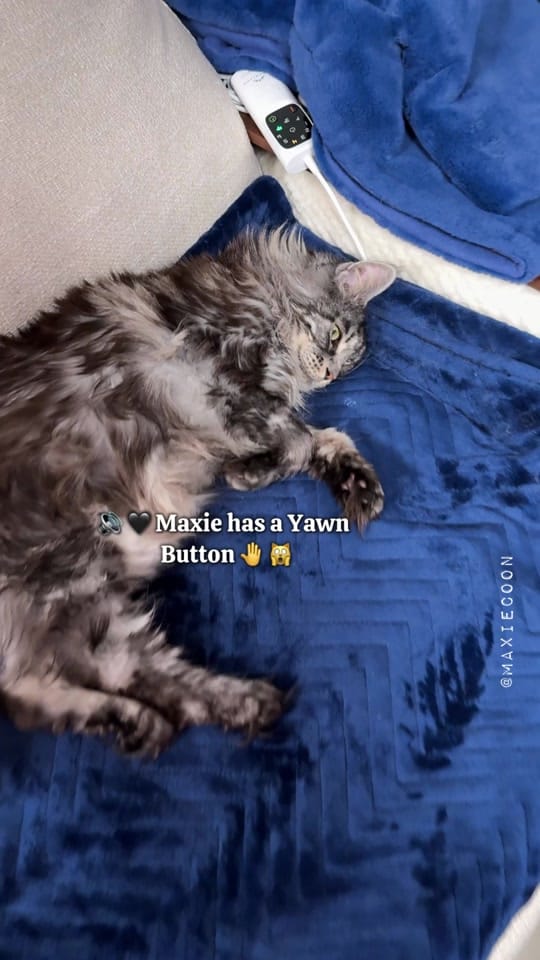 Post 4 by 🐱🖤Maxie & Foxie🧡🐱🇬🇧 on TikTok (video)
