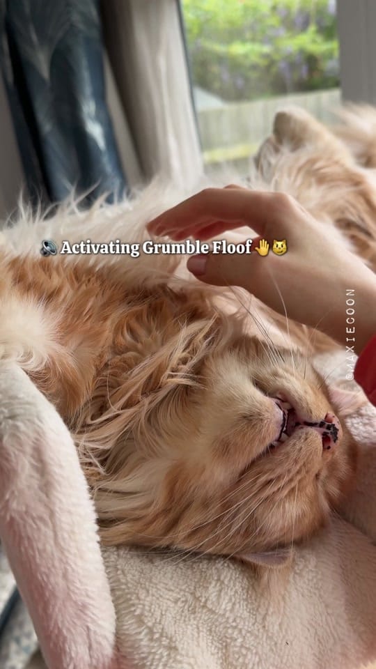 Post 3 by 🐱🖤Maxie & Foxie🧡🐱🇬🇧 on TikTok (video)