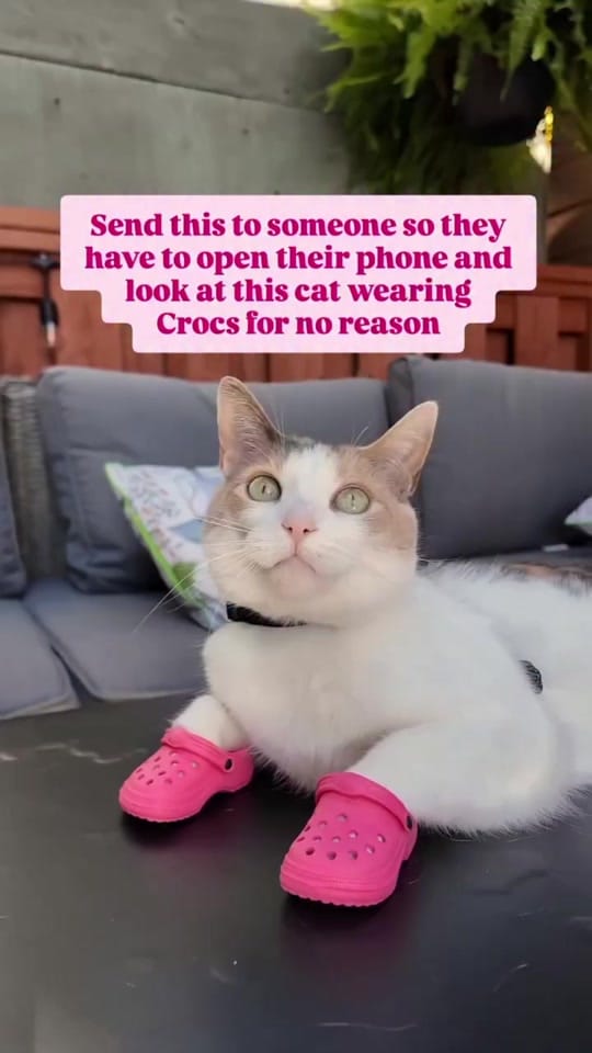 Post 8 by Carly | Pet + Home Creator on TikTok (video)