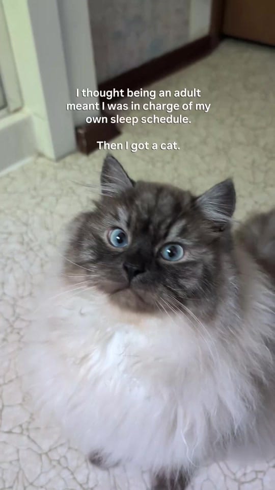 Post 9 by Carly | Pet + Home Creator on TikTok (video)