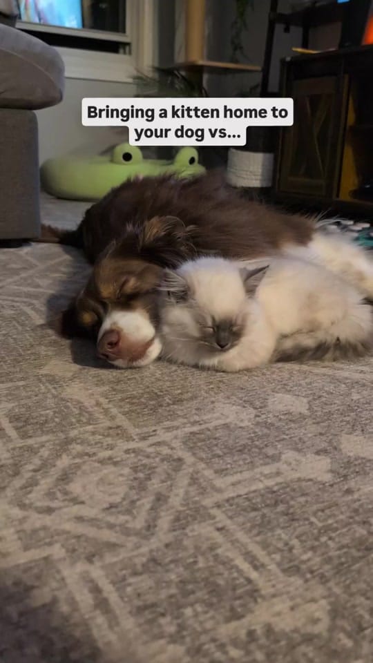 Post 10 by Carly | Pet + Home Creator on TikTok (video)