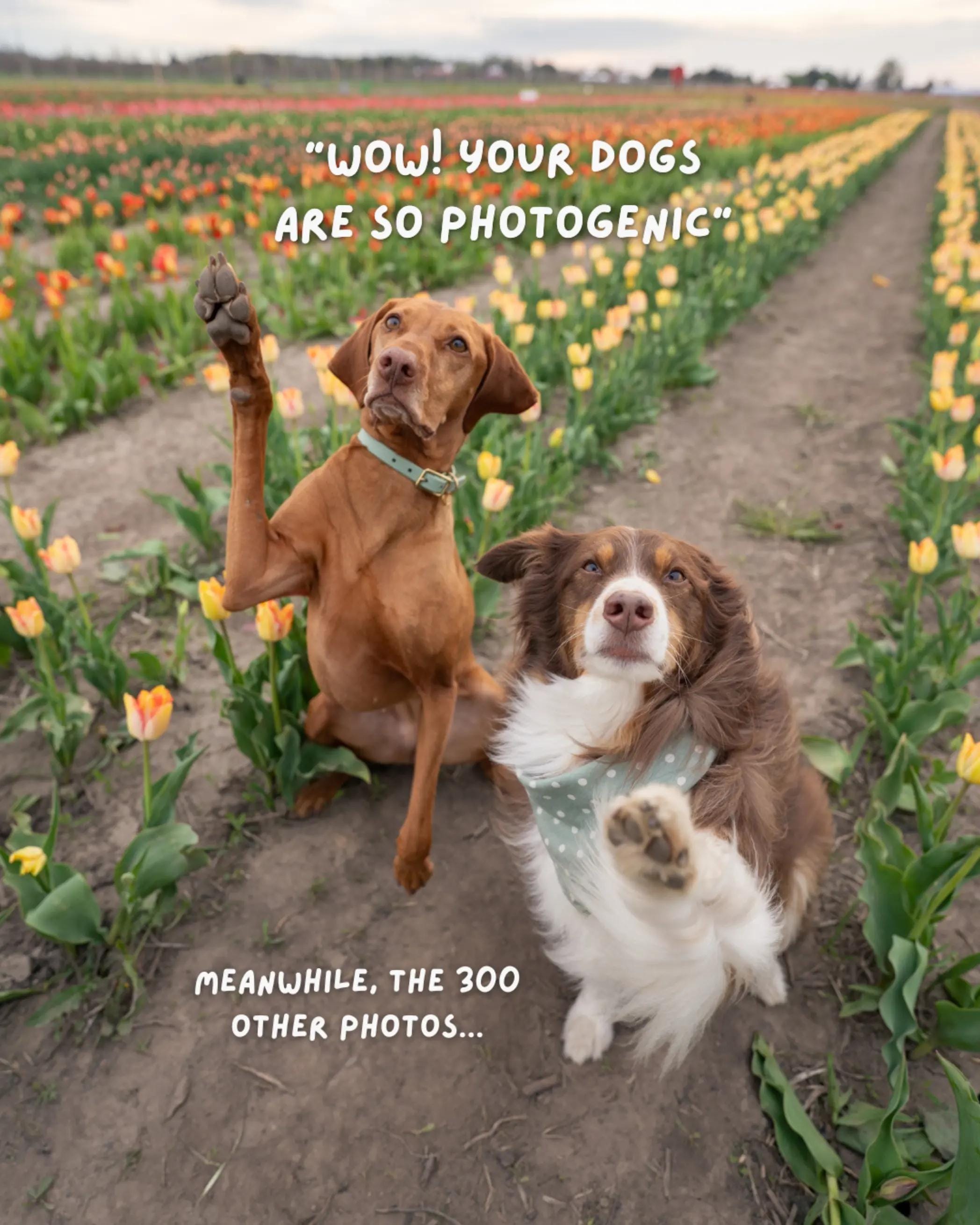 Post 5 by Carly | Pet + Home Creator on TikTok (video)