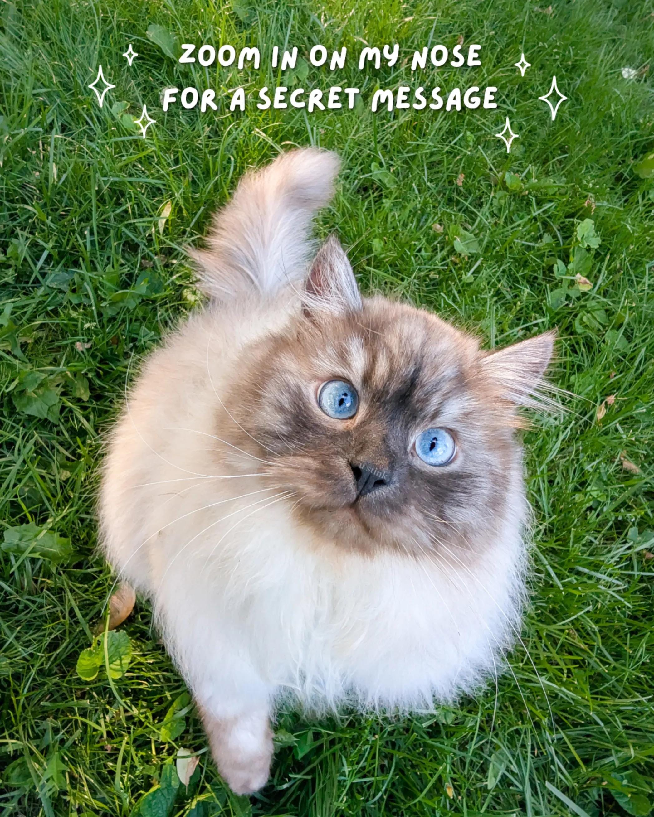 Post 3 by Carly | Pet + Home Creator on TikTok (video)