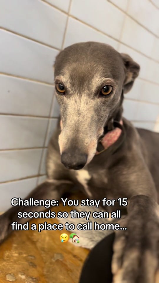 Post 9 by Clarks Farm on TikTok (video)