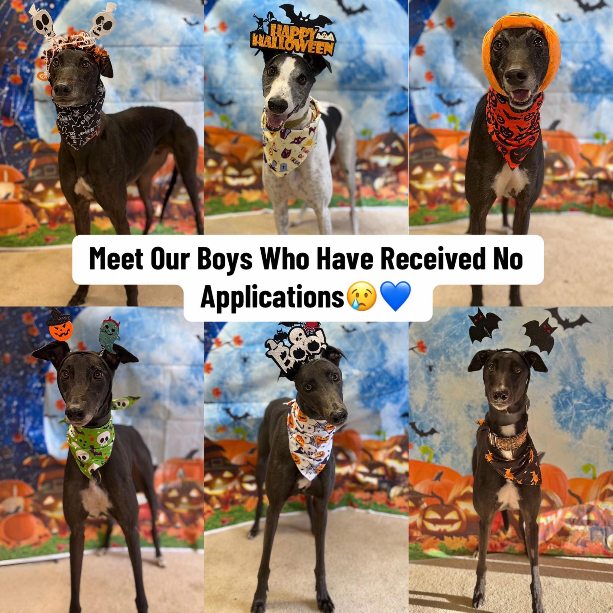 Post 8 by Clarks Farm on TikTok (video)