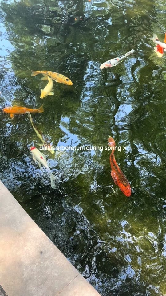 Post 7 by DALLAS THINGS on TikTok (video)