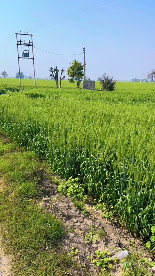 Post 6 by kamalcali12345🇺🇸🇺🇸 on TikTok (video)