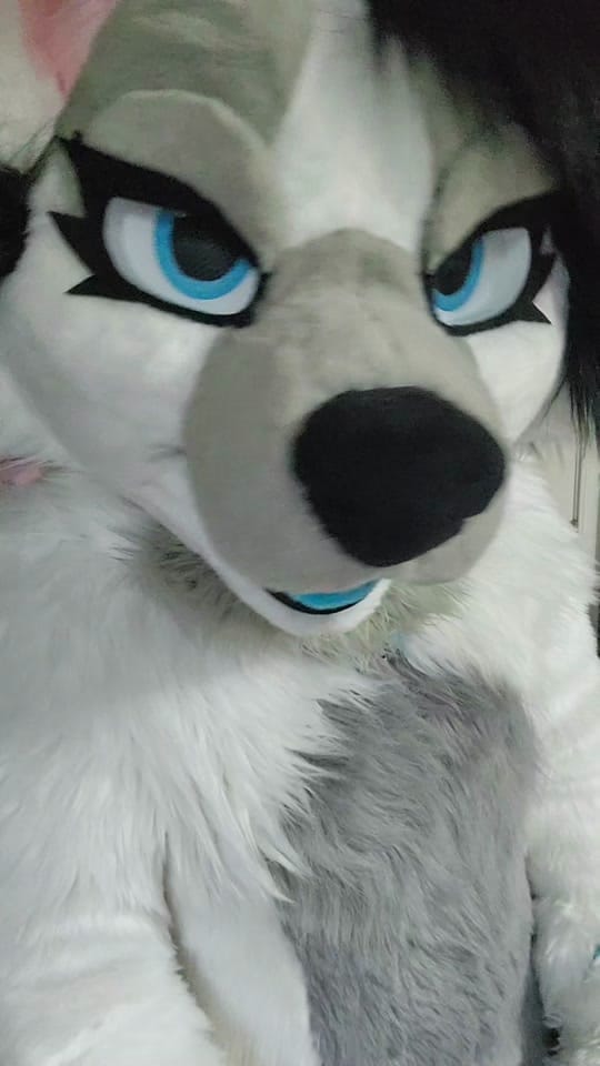 Post 3 by ❄️🐾Flake Wusky🐾❄️@ Anthrocon on TikTok (video)