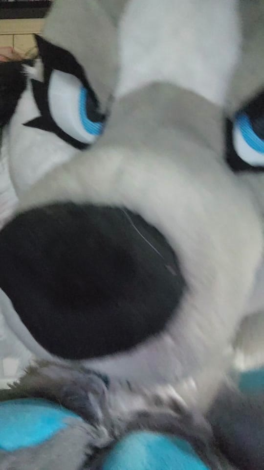 Post 4 by ❄️🐾Flake Wusky🐾❄️@ Anthrocon on TikTok (video)