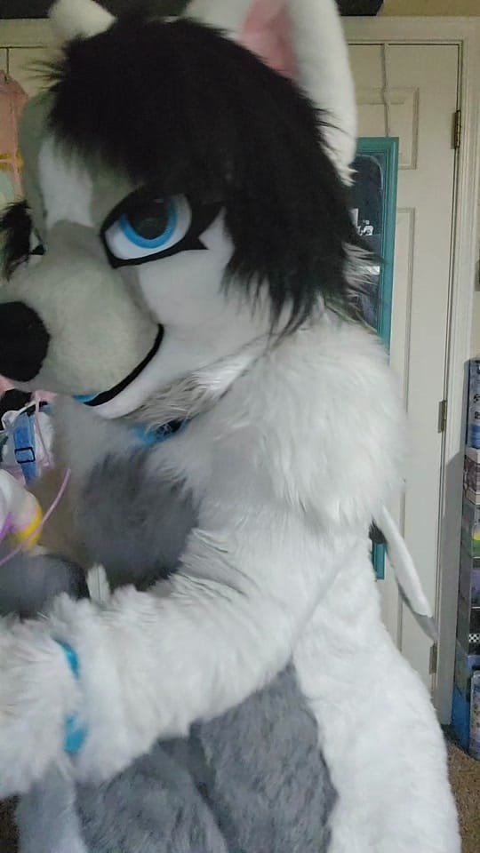 Post 5 by ❄️🐾Flake Wusky🐾❄️@ Anthrocon on TikTok (video)