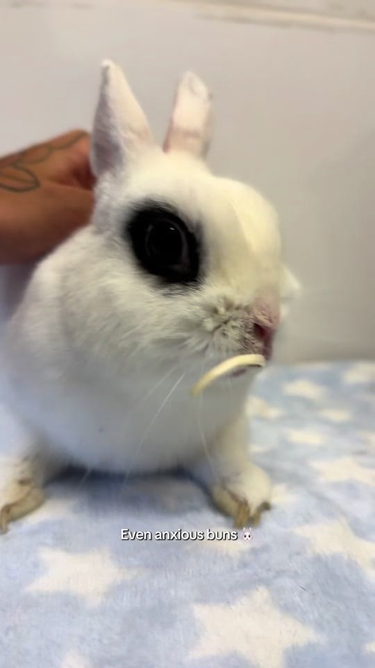 Post 5 by Clement Rabbit Rescue 🐰 on TikTok (video)